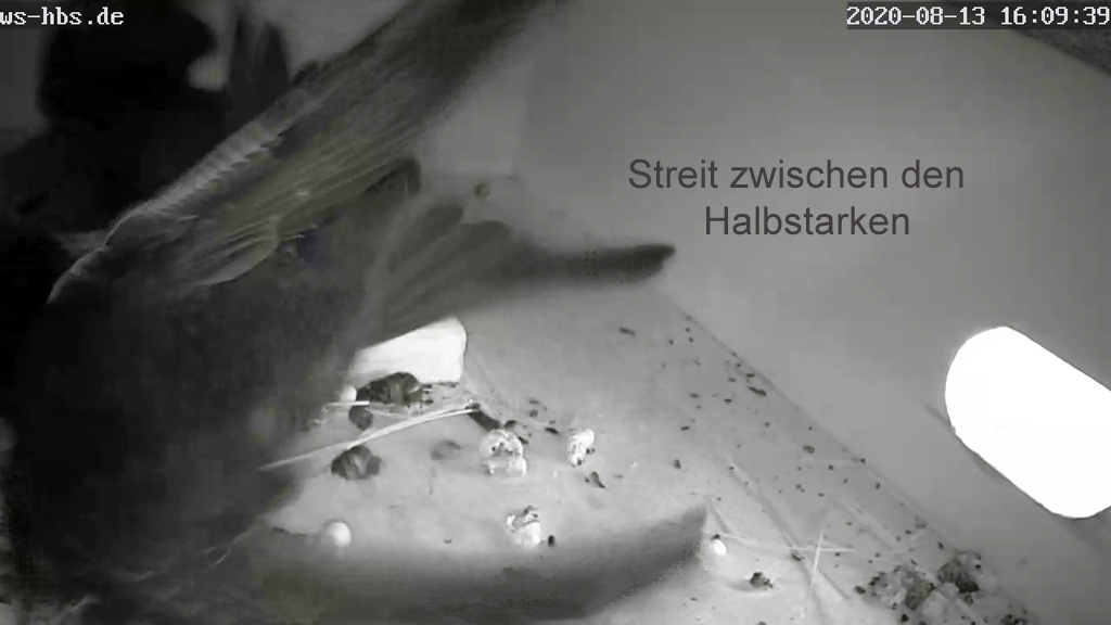 Mauersegler - Streit zwischen den Nestlingen